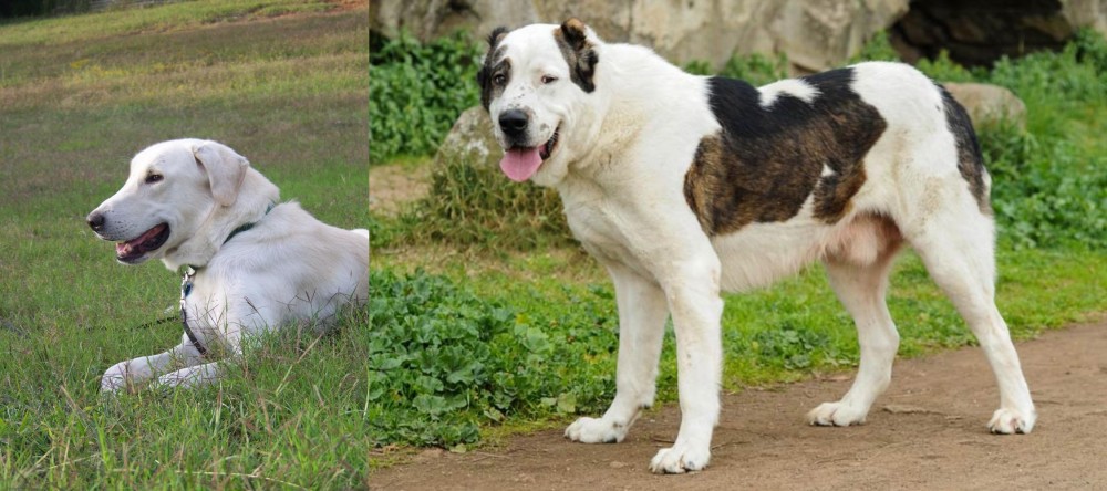 Central Asian Shepherd vs Akbash Dog - Breed Comparison