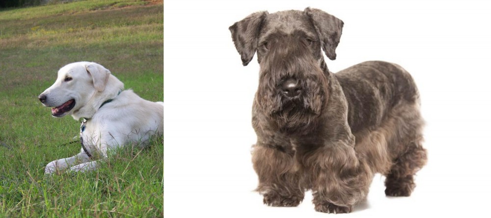 Cesky Terrier vs Akbash Dog - Breed Comparison