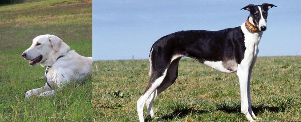 Chart Polski vs Akbash Dog - Breed Comparison