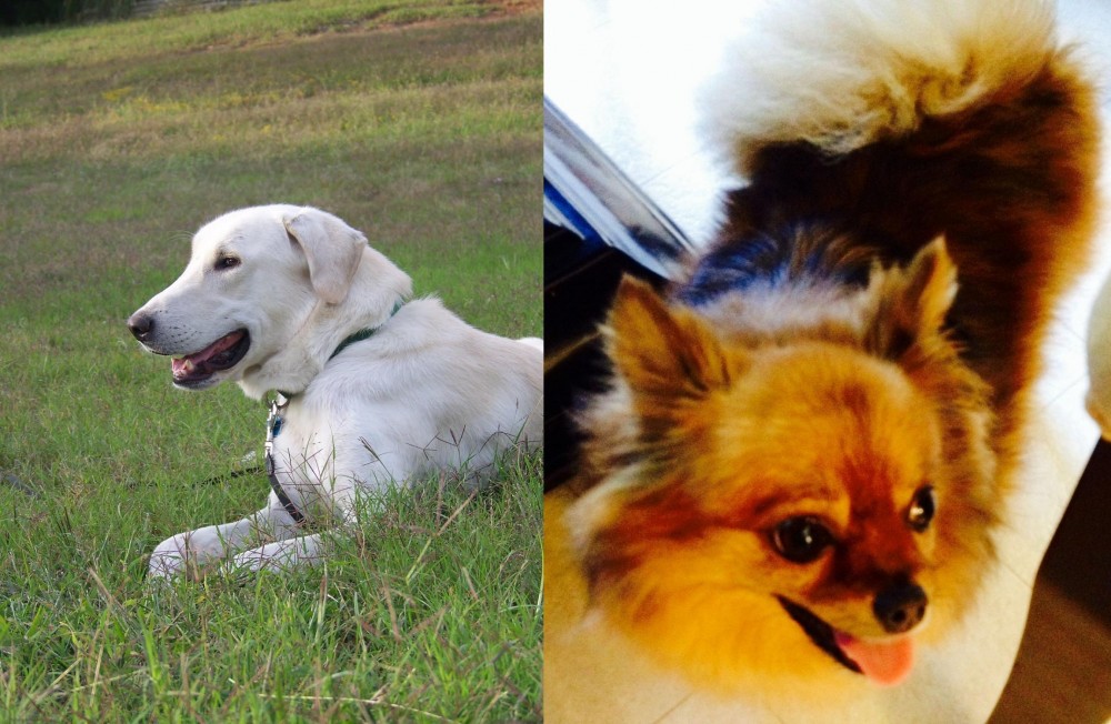 Chiapom vs Akbash Dog - Breed Comparison