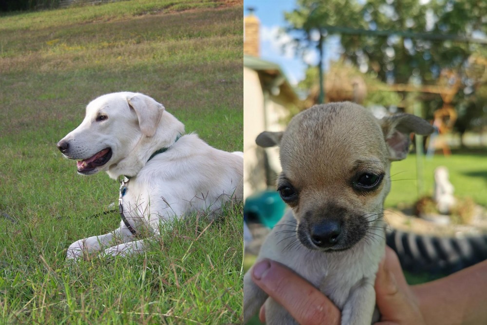 Chihuahua vs Akbash Dog - Breed Comparison
