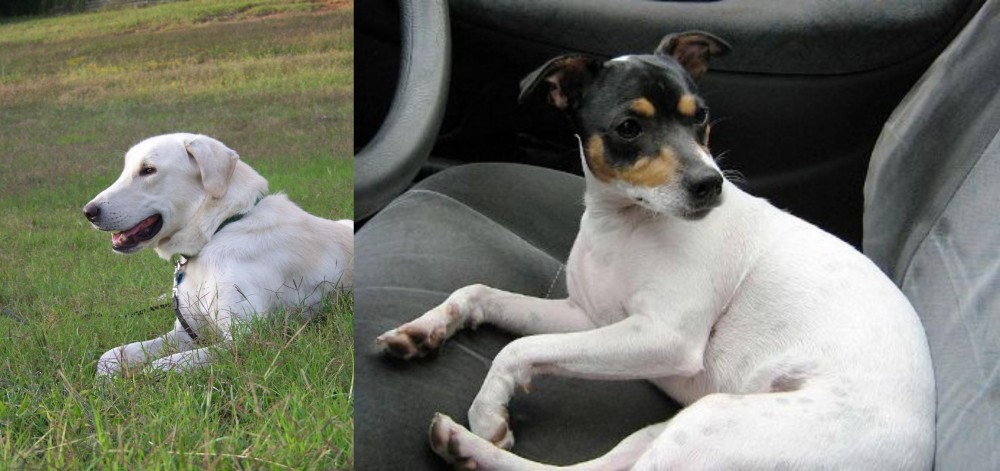 Chilean Fox Terrier vs Akbash Dog - Breed Comparison
