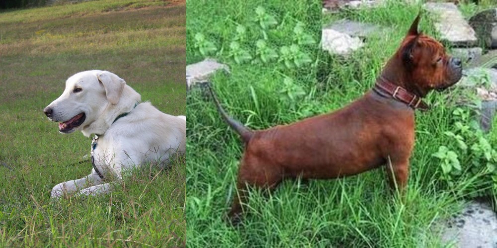 Chinese Chongqing Dog vs Akbash Dog - Breed Comparison
