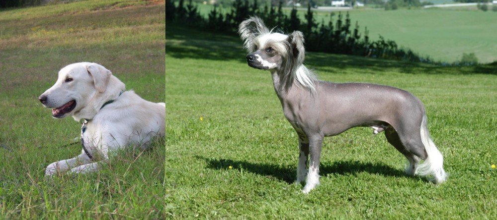Chinese Crested Dog vs Akbash Dog - Breed Comparison