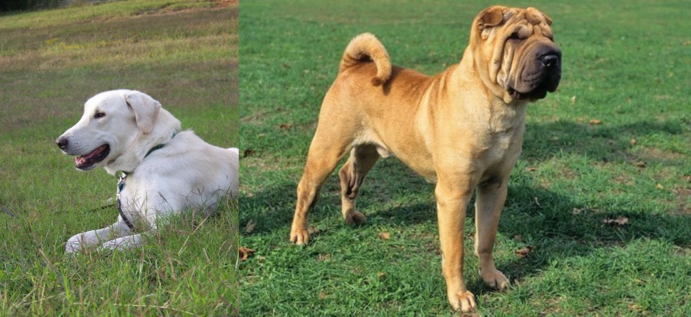 Chinese Shar Pei vs Akbash Dog - Breed Comparison