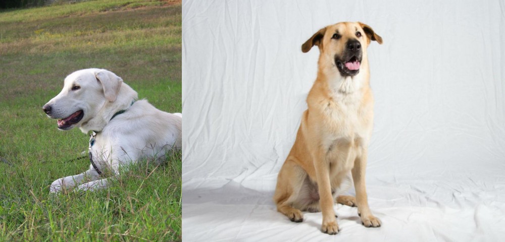 Chinook vs Akbash Dog - Breed Comparison