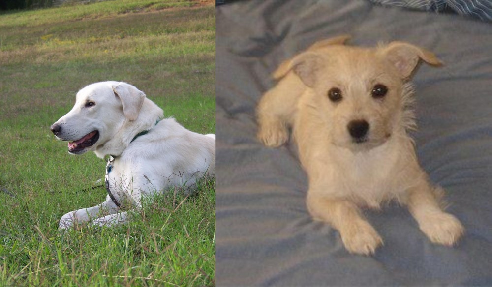 Chipoo vs Akbash Dog - Breed Comparison