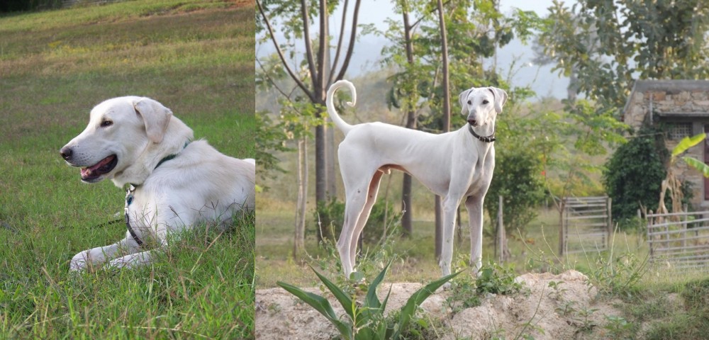 Chippiparai vs Akbash Dog - Breed Comparison