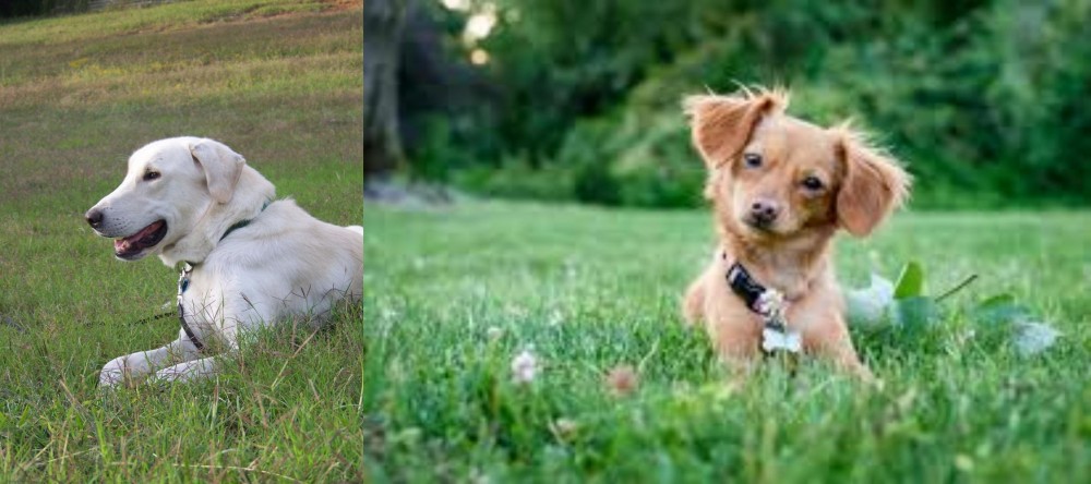 Chiweenie vs Akbash Dog - Breed Comparison