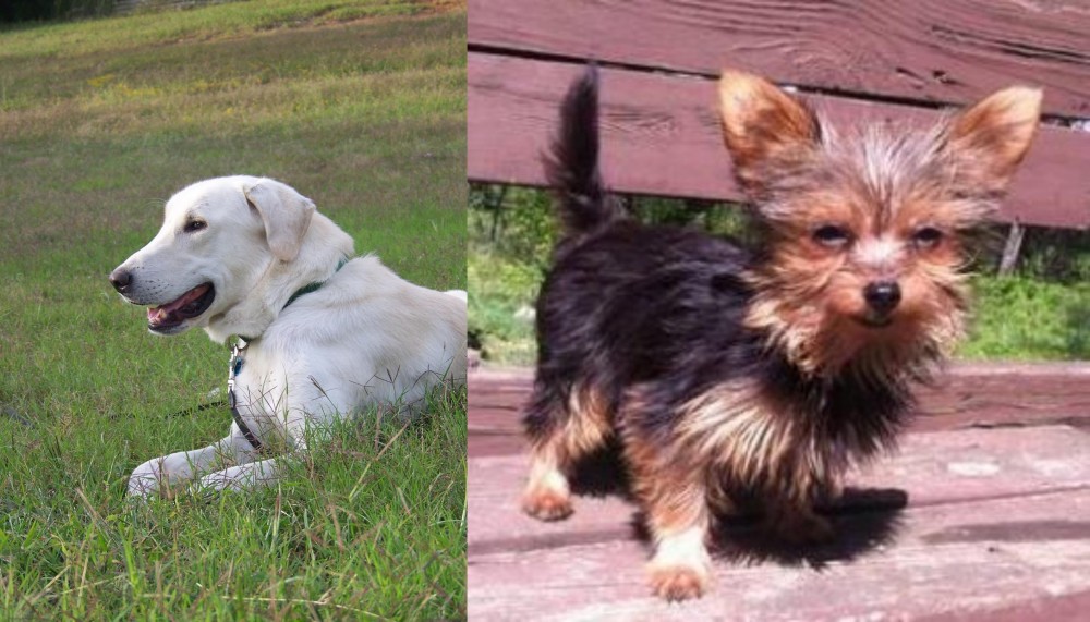 Chorkie vs Akbash Dog - Breed Comparison