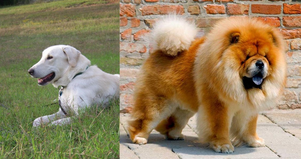 Chow Chow vs Akbash Dog - Breed Comparison