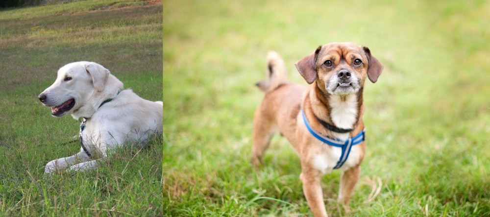 Chug vs Akbash Dog - Breed Comparison
