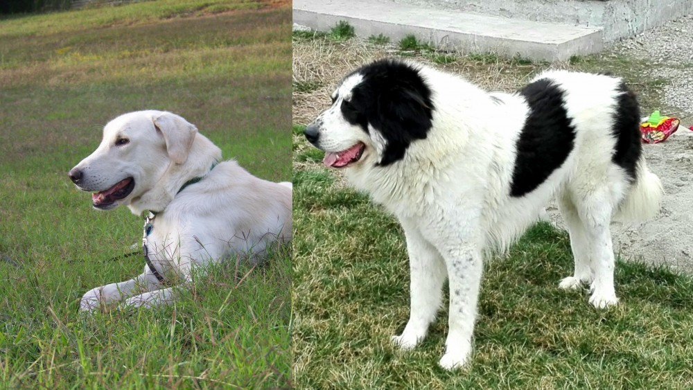 Ciobanesc de Bucovina vs Akbash Dog - Breed Comparison
