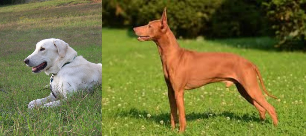 Cirneco dell'Etna vs Akbash Dog - Breed Comparison