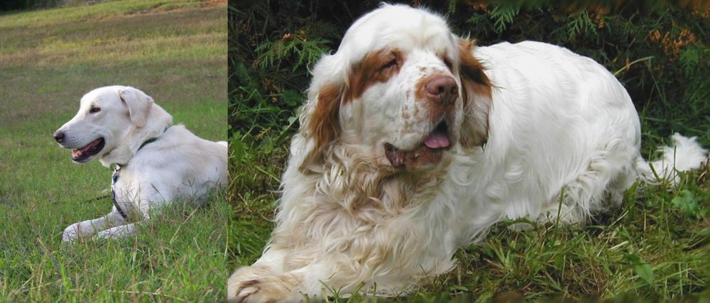Clumber Spaniel vs Akbash Dog - Breed Comparison