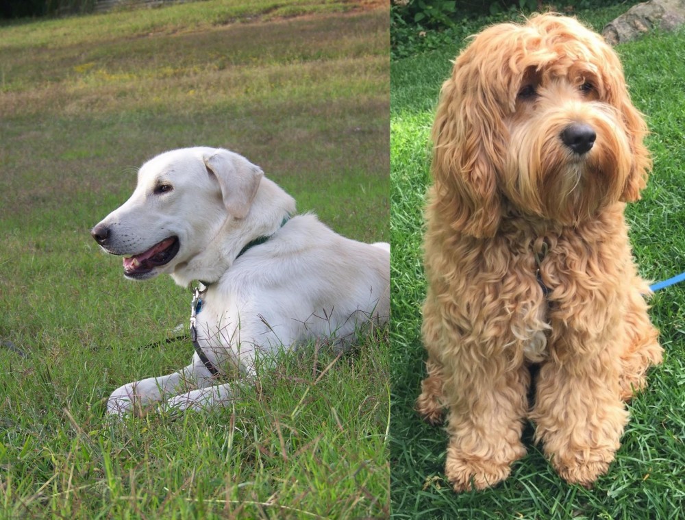 Cockapoo vs Akbash Dog - Breed Comparison