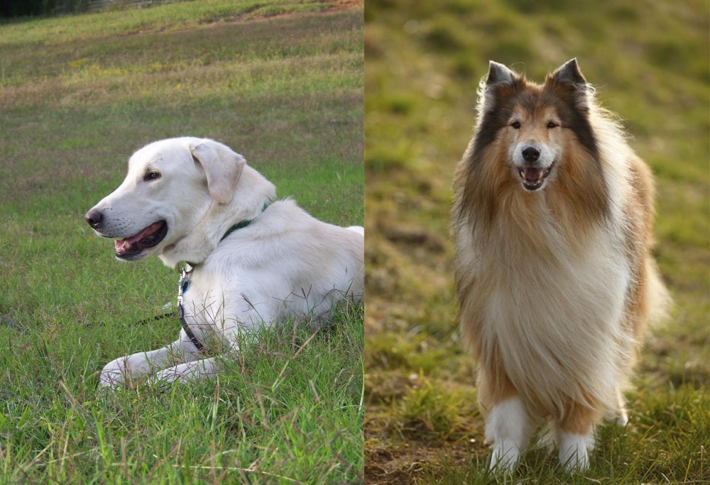 Collie vs Akbash Dog - Breed Comparison