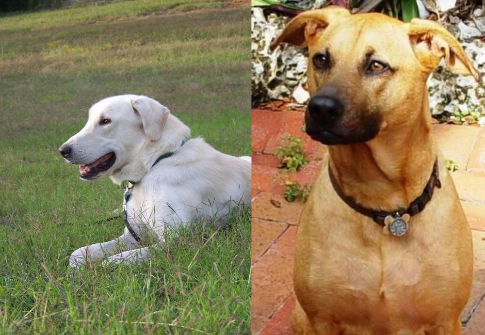 Combai vs Akbash Dog - Breed Comparison