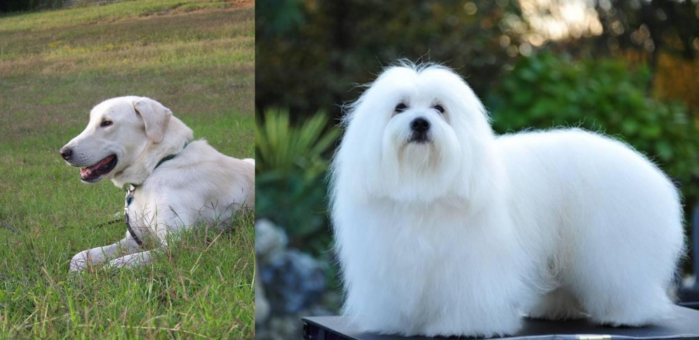 Coton De Tulear vs Akbash Dog - Breed Comparison