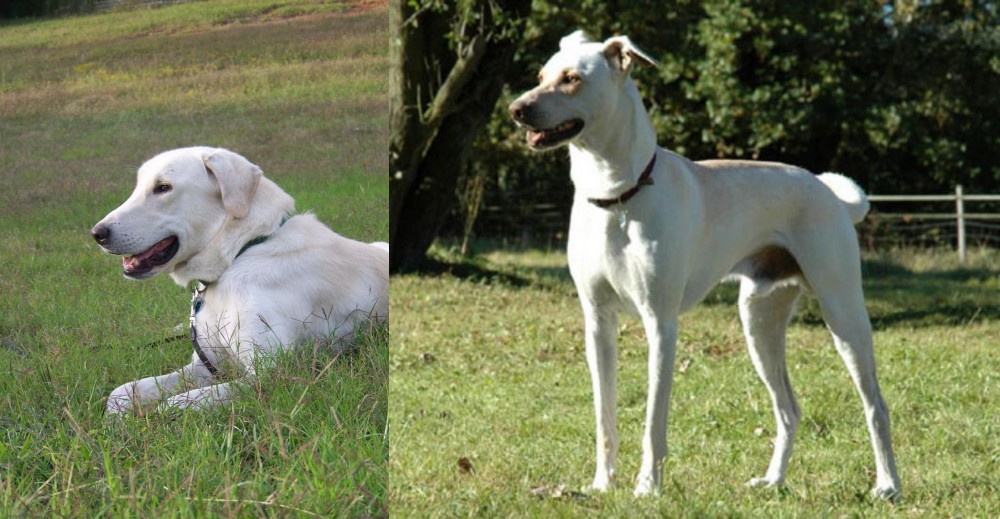 Cretan Hound vs Akbash Dog - Breed Comparison