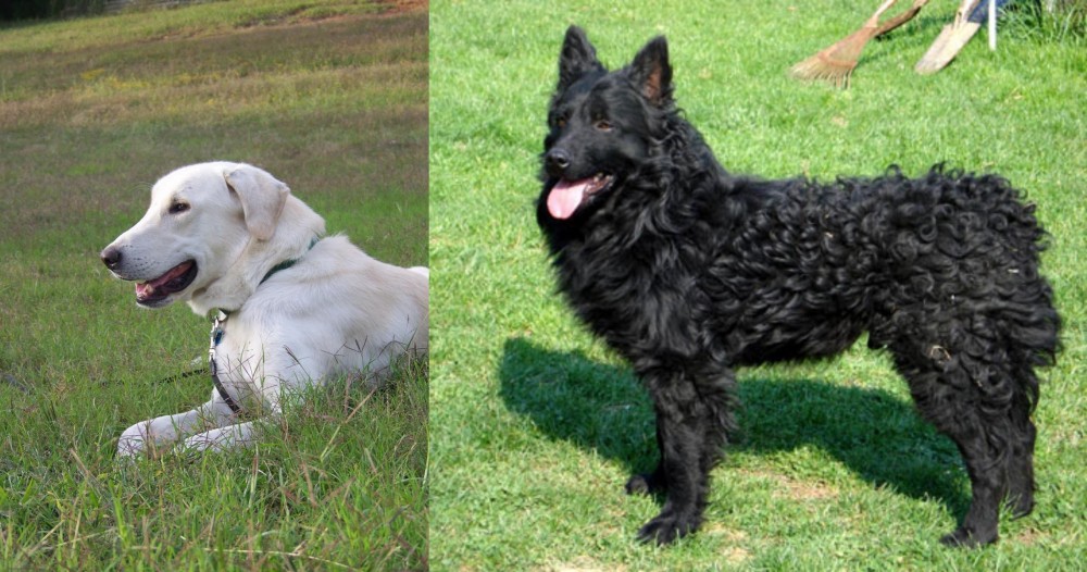 Croatian Sheepdog vs Akbash Dog - Breed Comparison