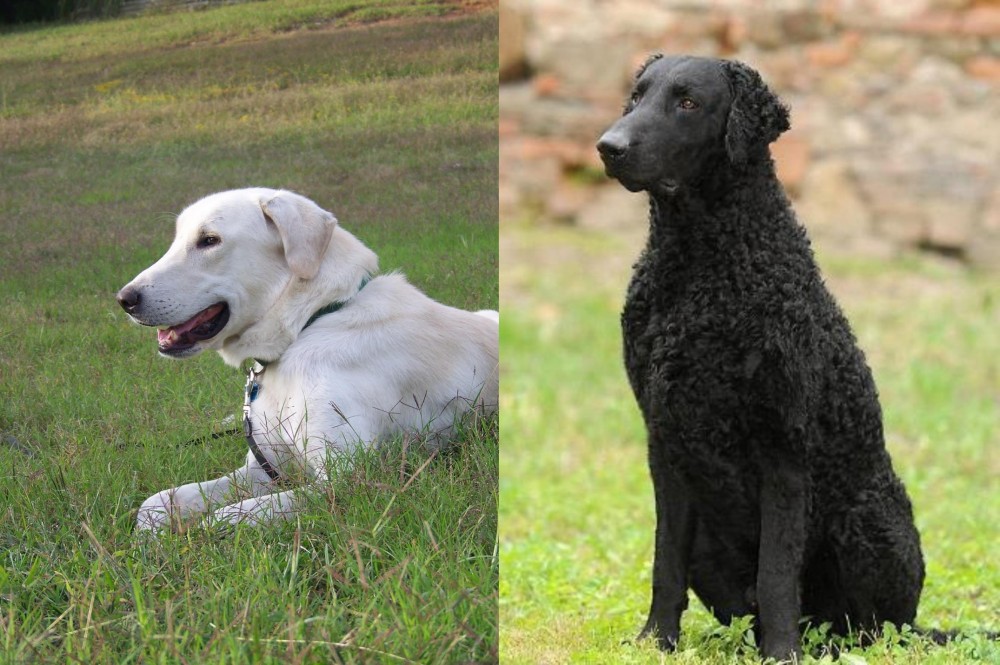 Curly Coated Retriever vs Akbash Dog - Breed Comparison