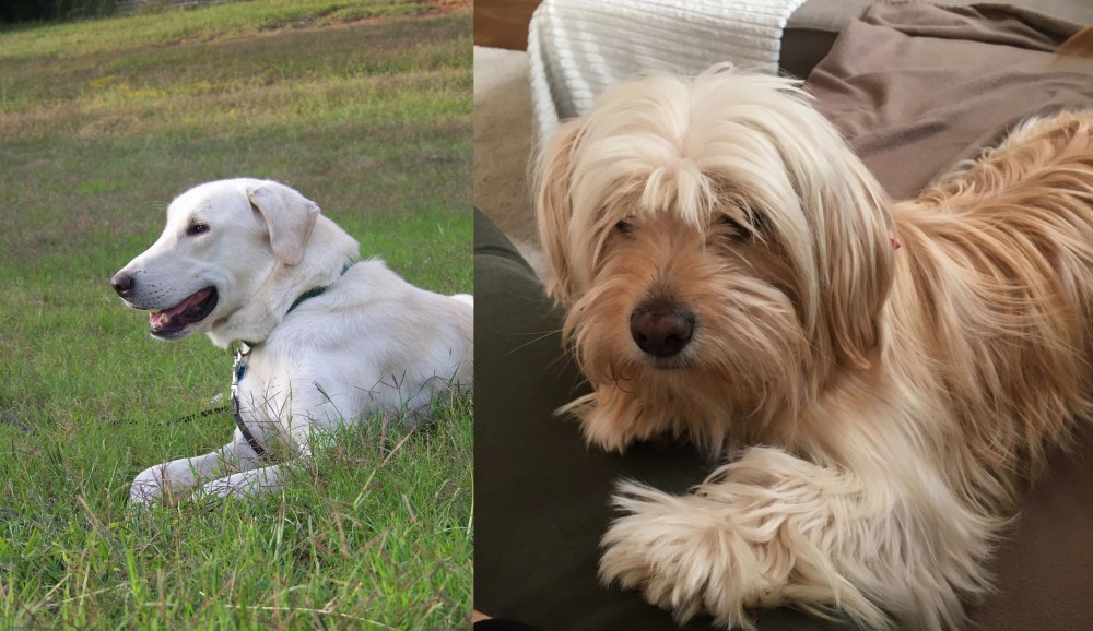 Cyprus Poodle vs Akbash Dog - Breed Comparison