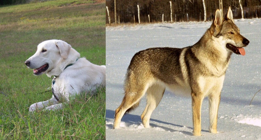 Czechoslovakian Wolfdog vs Akbash Dog - Breed Comparison