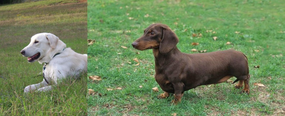 Dachshund vs Akbash Dog - Breed Comparison