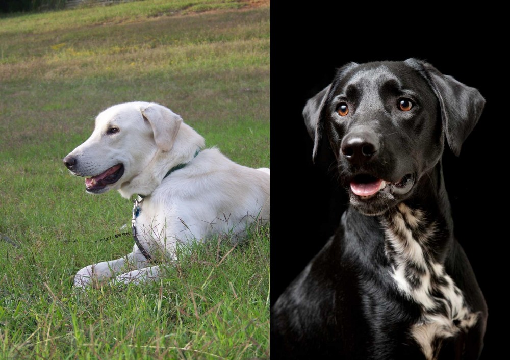 Dalmador vs Akbash Dog - Breed Comparison