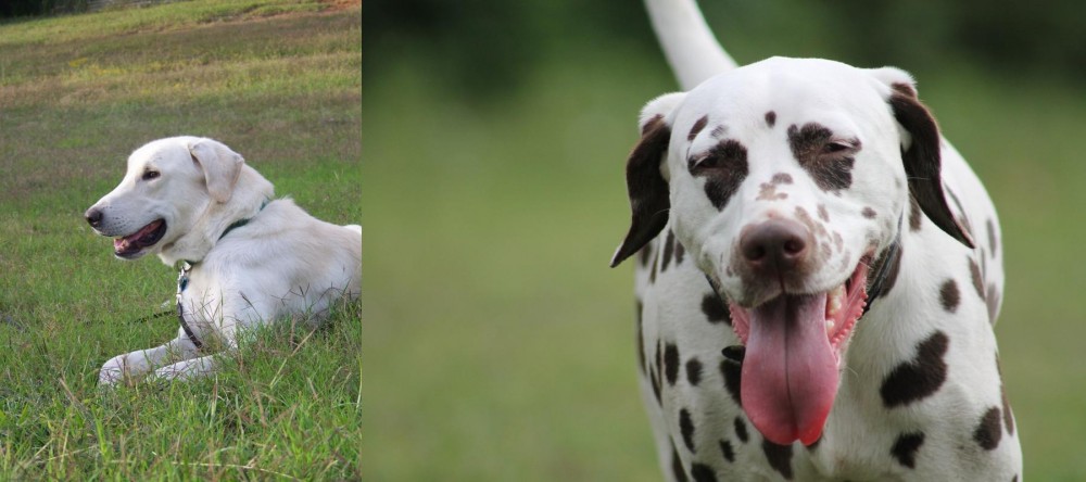 Dalmatian vs Akbash Dog - Breed Comparison
