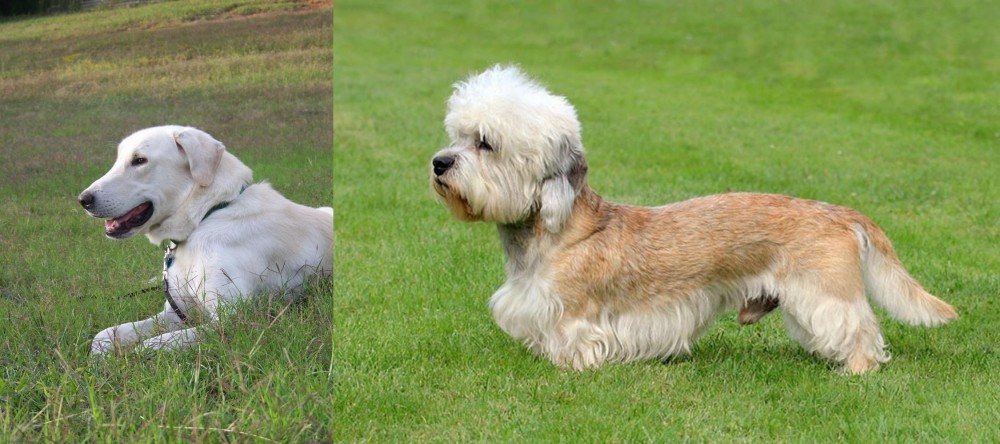 Dandie Dinmont Terrier vs Akbash Dog - Breed Comparison