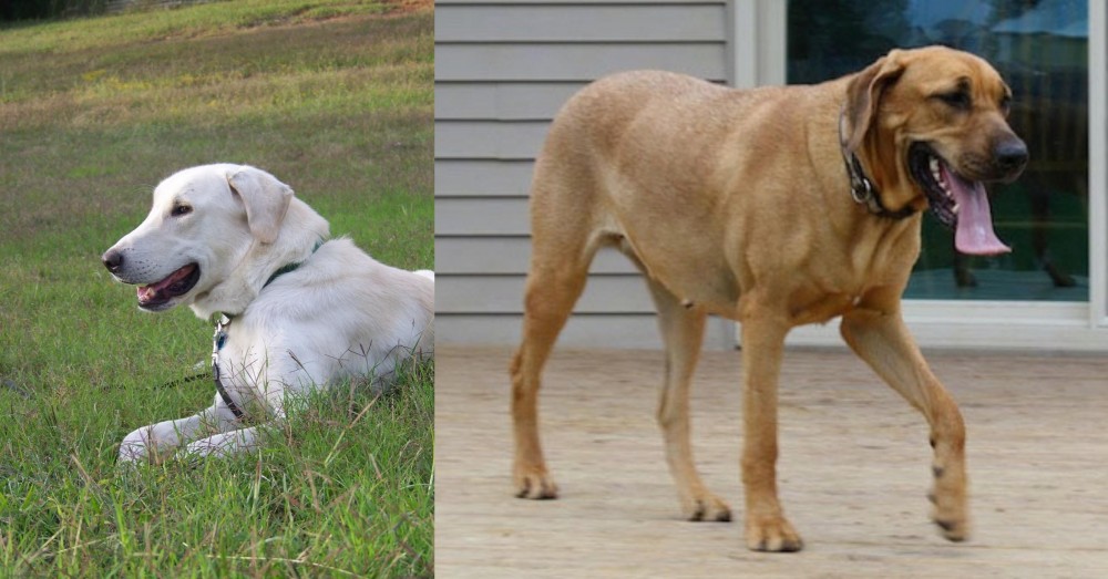 Danish Broholmer vs Akbash Dog - Breed Comparison
