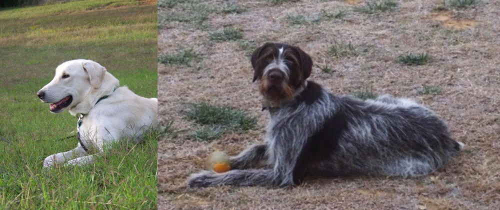 Deutsch Drahthaar vs Akbash Dog - Breed Comparison