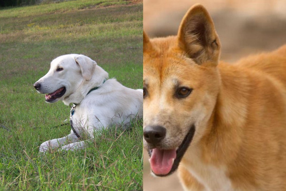 Dingo vs Akbash Dog - Breed Comparison