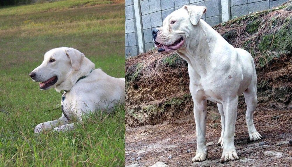 Dogo Guatemalteco vs Akbash Dog - Breed Comparison