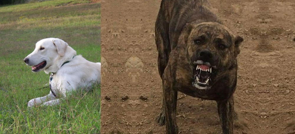 Dogo Sardesco vs Akbash Dog - Breed Comparison
