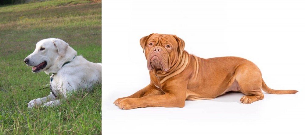 Dogue De Bordeaux vs Akbash Dog - Breed Comparison
