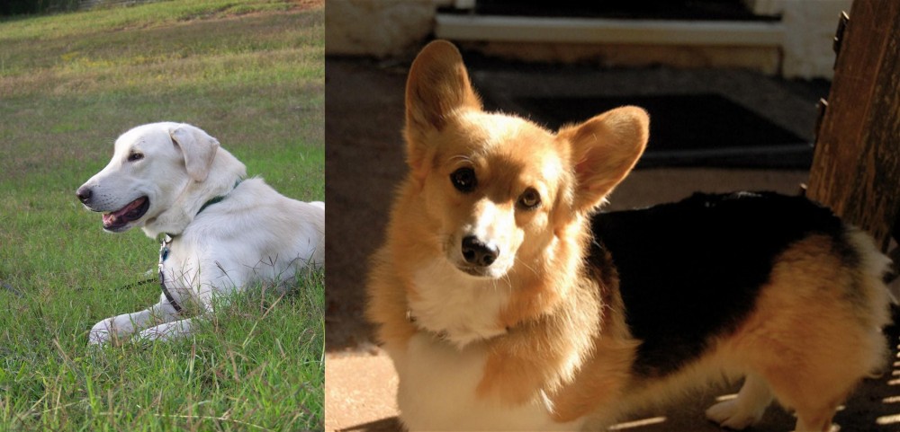 Dorgi vs Akbash Dog - Breed Comparison