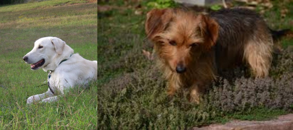 Dorkie vs Akbash Dog - Breed Comparison