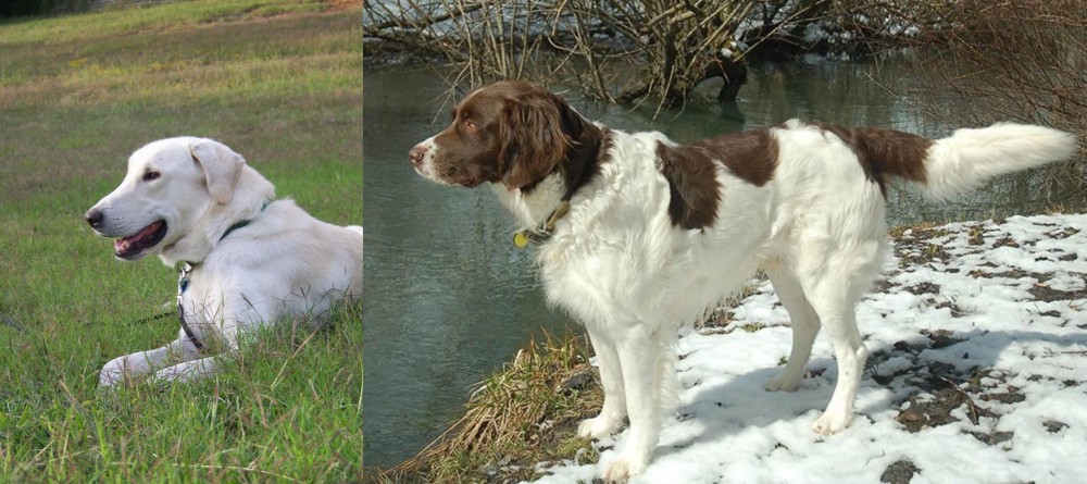 Drentse Patrijshond vs Akbash Dog - Breed Comparison