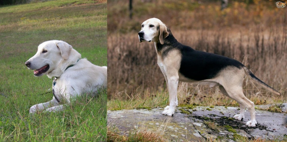 Dunker vs Akbash Dog - Breed Comparison