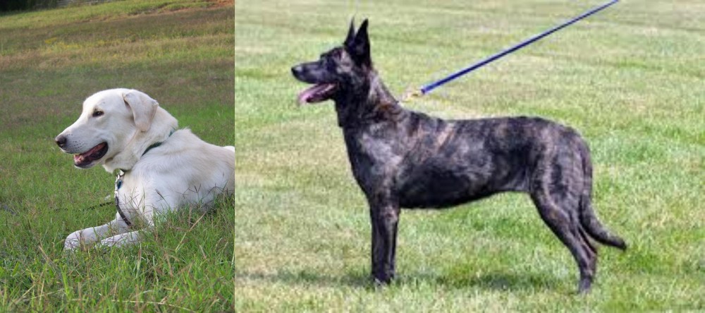Dutch Shepherd vs Akbash Dog - Breed Comparison