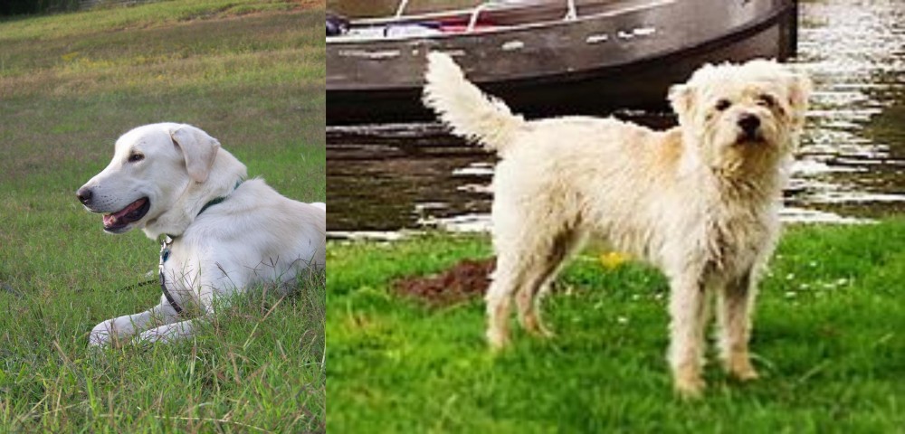Dutch Smoushond vs Akbash Dog - Breed Comparison