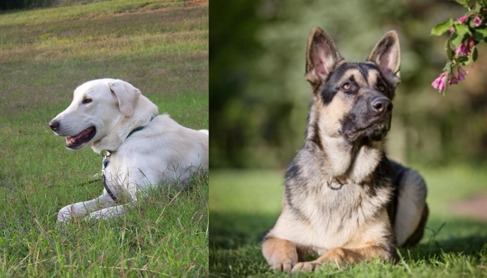 East European Shepherd vs Akbash Dog - Breed Comparison