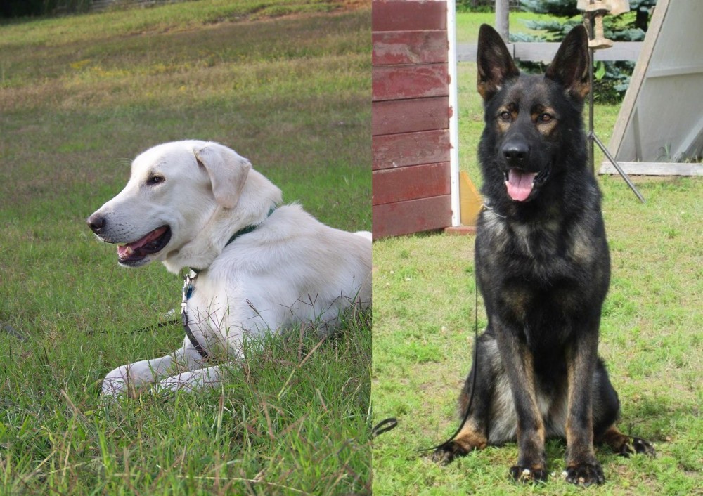East German Shepherd vs Akbash Dog - Breed Comparison
