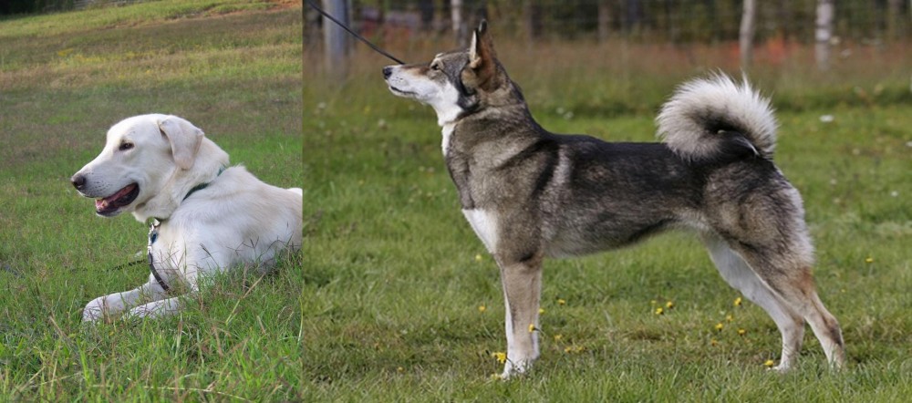 East Siberian Laika vs Akbash Dog - Breed Comparison
