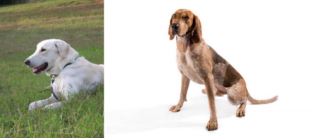 English Coonhound vs Akbash Dog - Breed Comparison