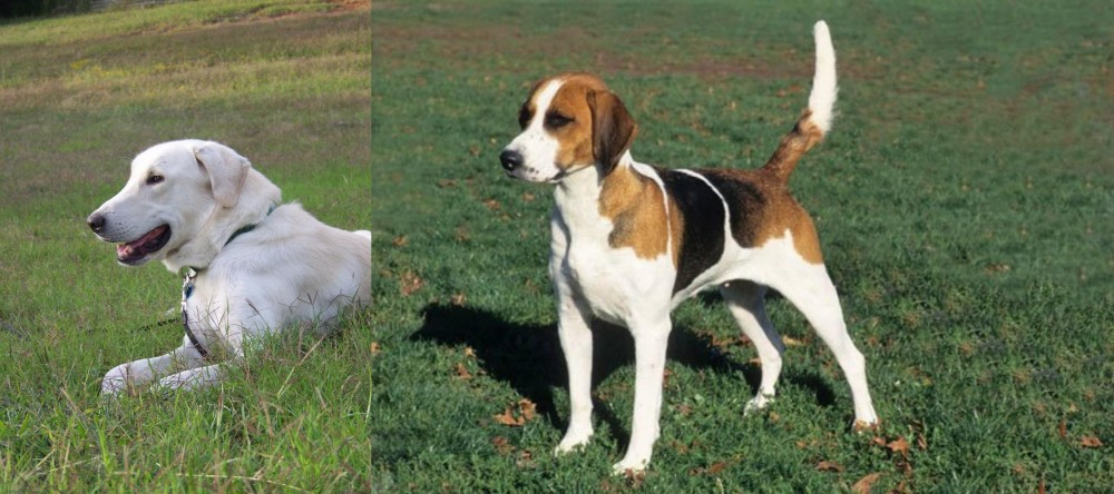 English Foxhound vs Akbash Dog - Breed Comparison
