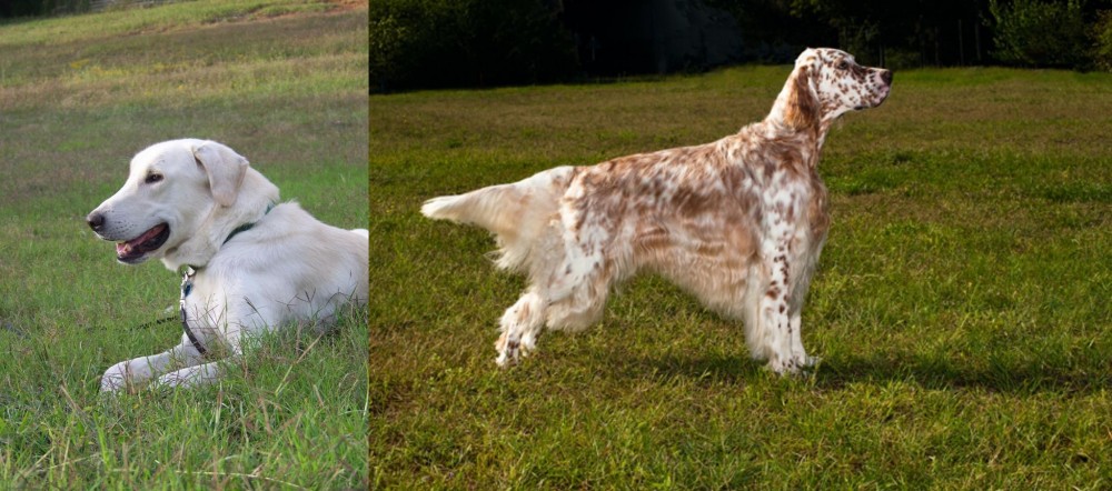 English Setter vs Akbash Dog - Breed Comparison
